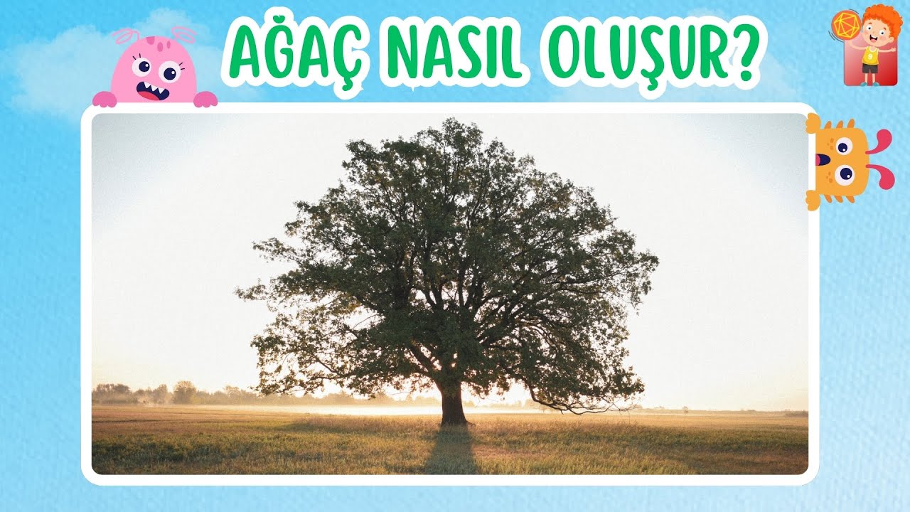 🌳 Ağaç Nasıl Oluşur? Ağaçlardan Neler Yapılır? | Minik Tohumdan Dev Ağaca Yolculuk! 🍎