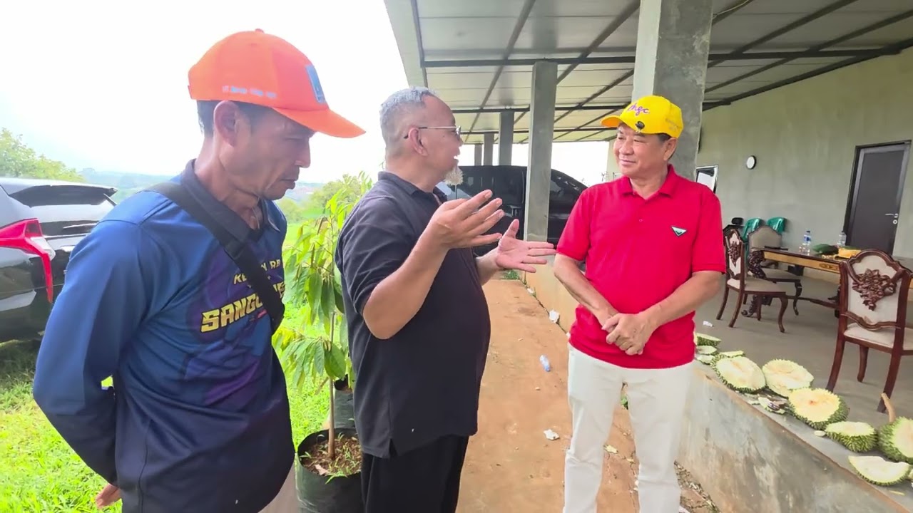 Beginilah isi durian umur sekitar 8 minggu an