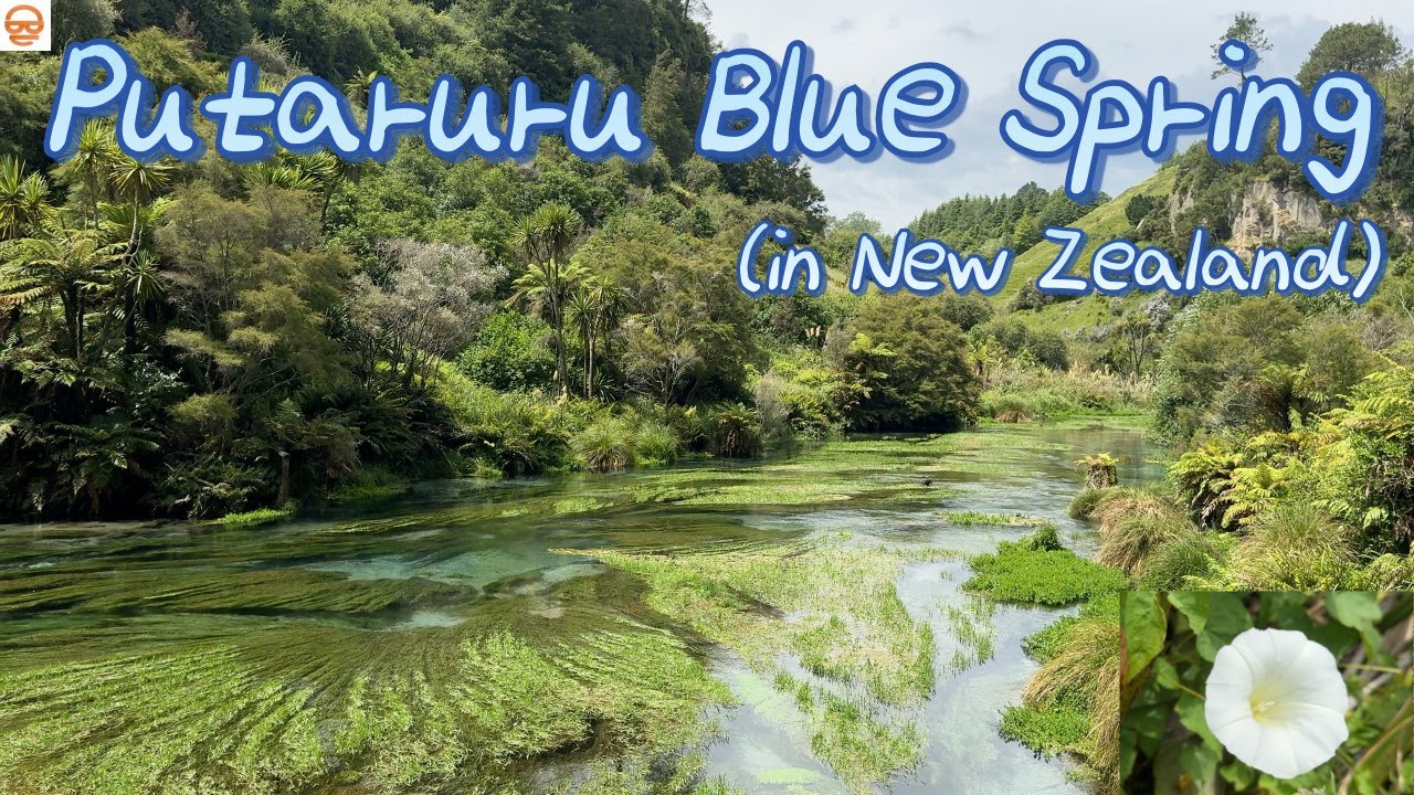 Pure Blue Magic: Putāruru Blue Spring | 뉴질랜드 블루 스프링의 경이로운 물빛 #newzealandtravel #bluespring #waitomo