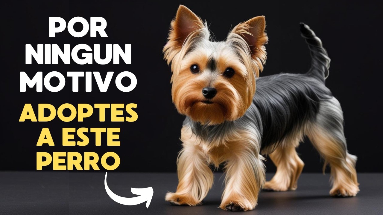 YORKSHIRE TERRIER - 7 razones para NO tener este perro