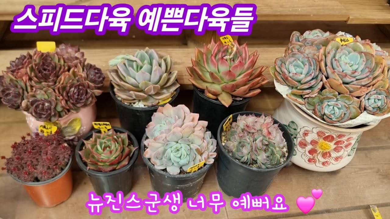 26.2.11 🌹스피드다육의  예쁜다육들💕#뉴진스군생 사이즈 좋고 너무 예뻐요 💕 #스피드다육 010 5248 5955 