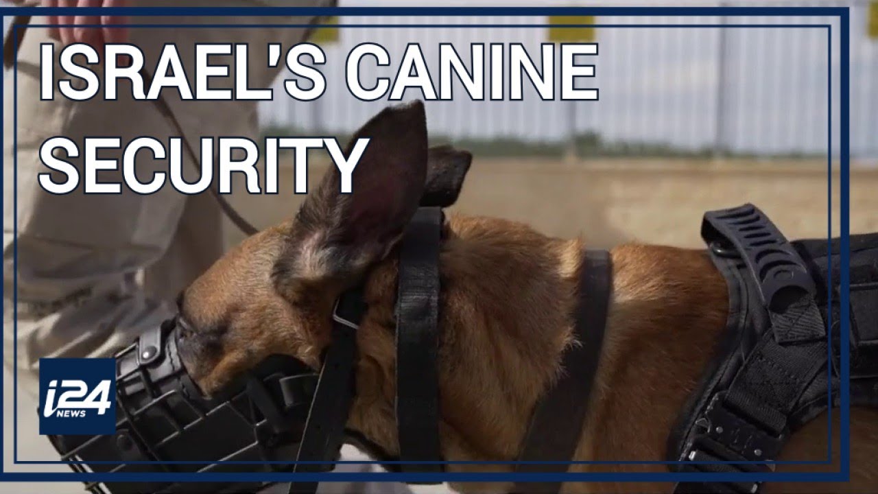 How 'man's best friend' helps Israel's military