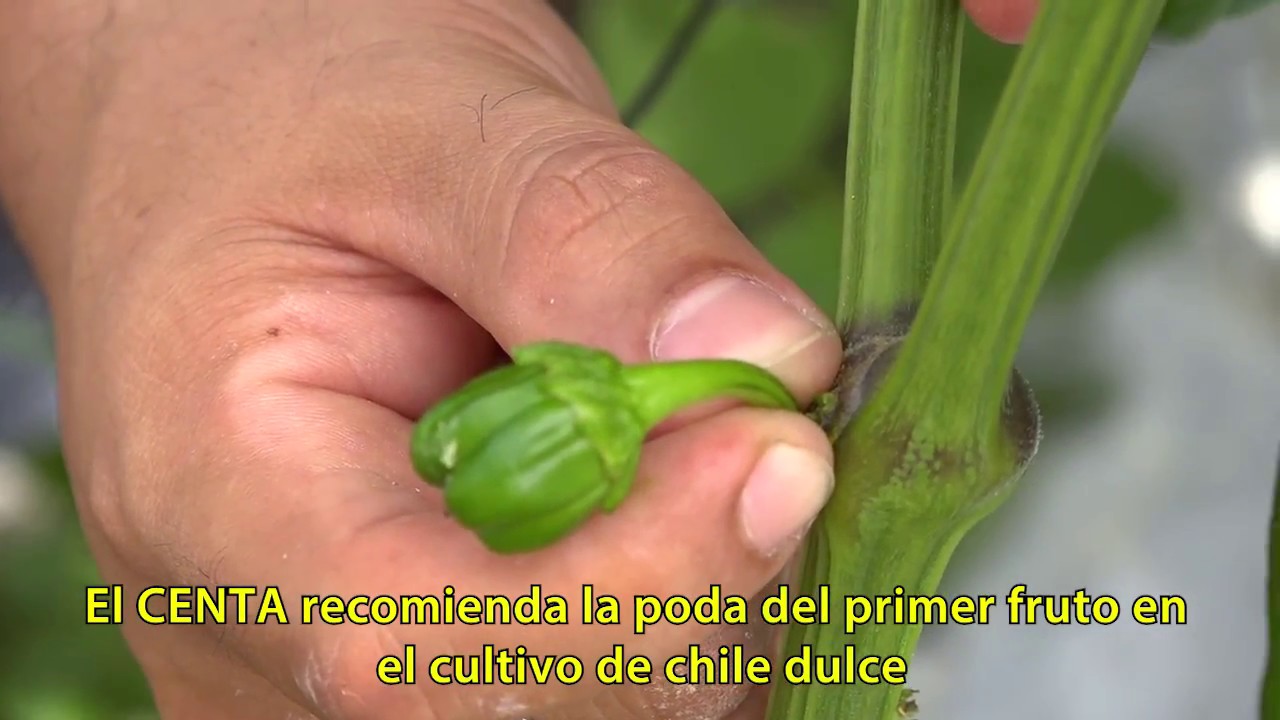 RECOMENDACIONES T&Eacute;CNICAS PARA EL CULTIVO DE CHILE DULCE