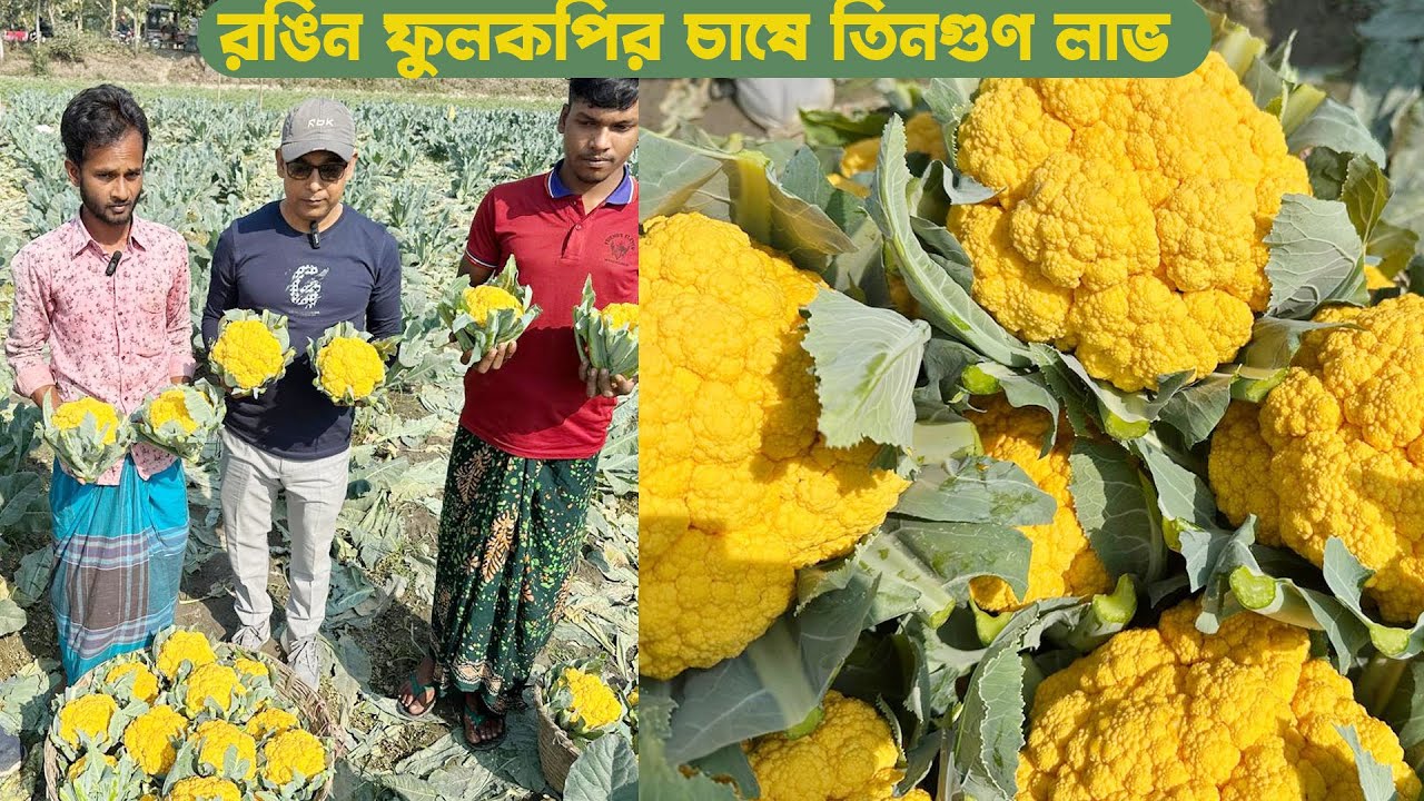 রঙ্গিন ফুলকপি চাষে তিনগুণ লাভ #MdJahangirAlamSelim