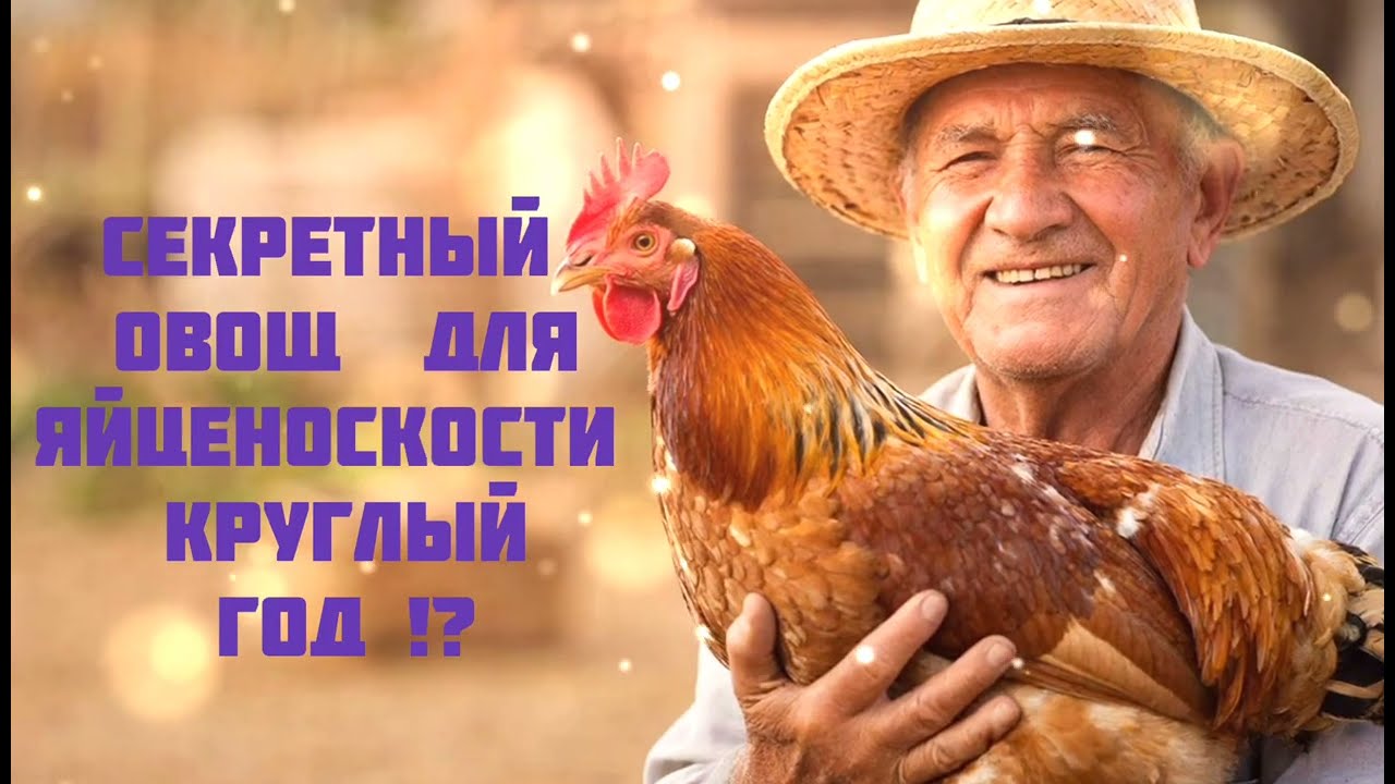 ВЗРЫВНАЯ ЯЙЦЕНОСКОСТЬ  СЕКРЕТНЫЙ ОВОЩ   почему я больше не покупаю витамины для кур