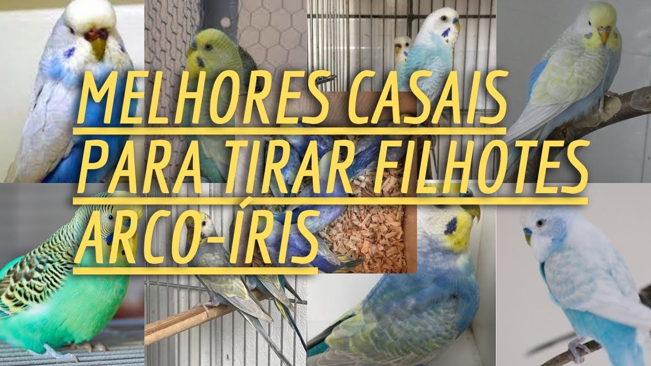 Melhores formações de casais para se  tirar filhotes Arco-íris !  😱😱😍😍