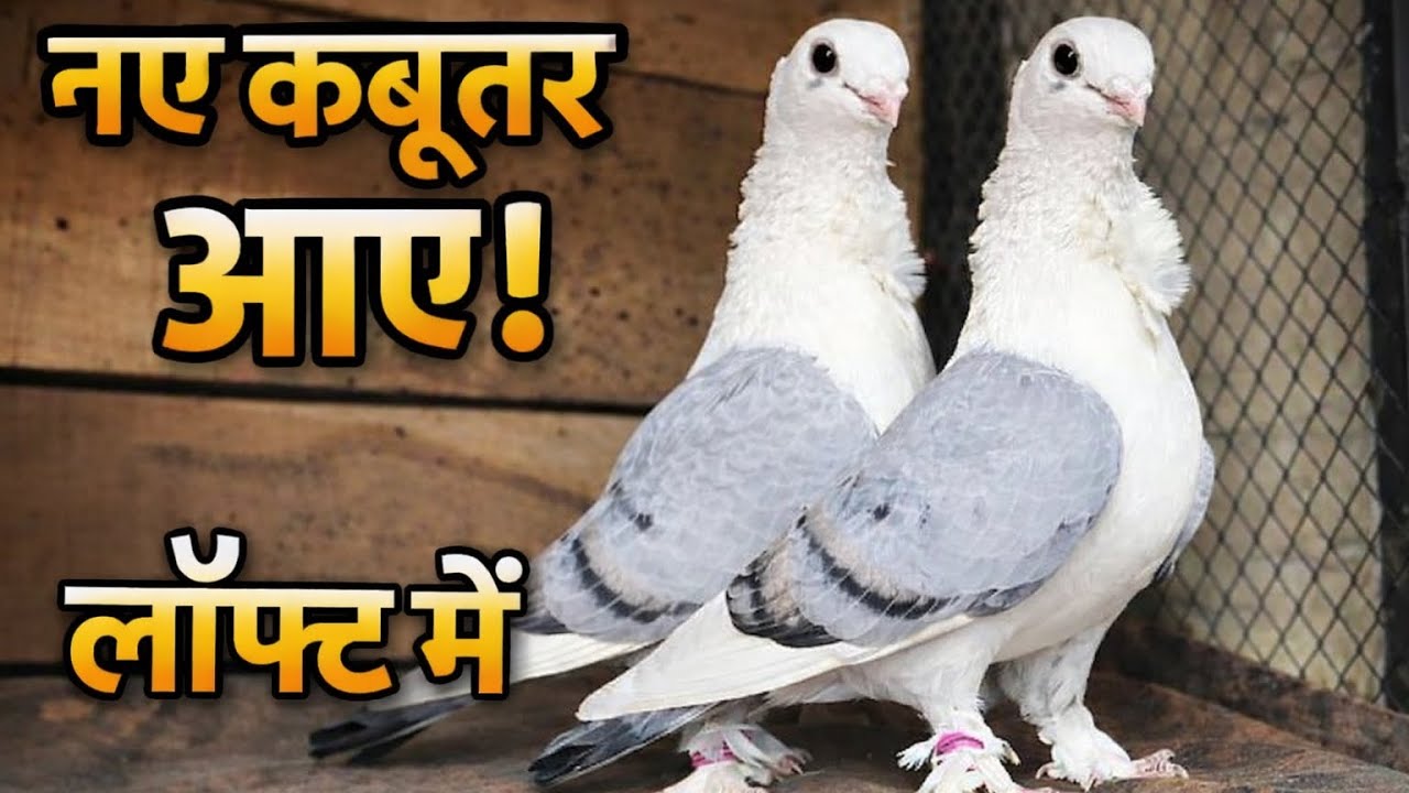 आज लॉफ्ट में आए खास नए कबूतर नए कबूतरों की एंट्री 🕊️ | Loft Update New Pigeons Entry 