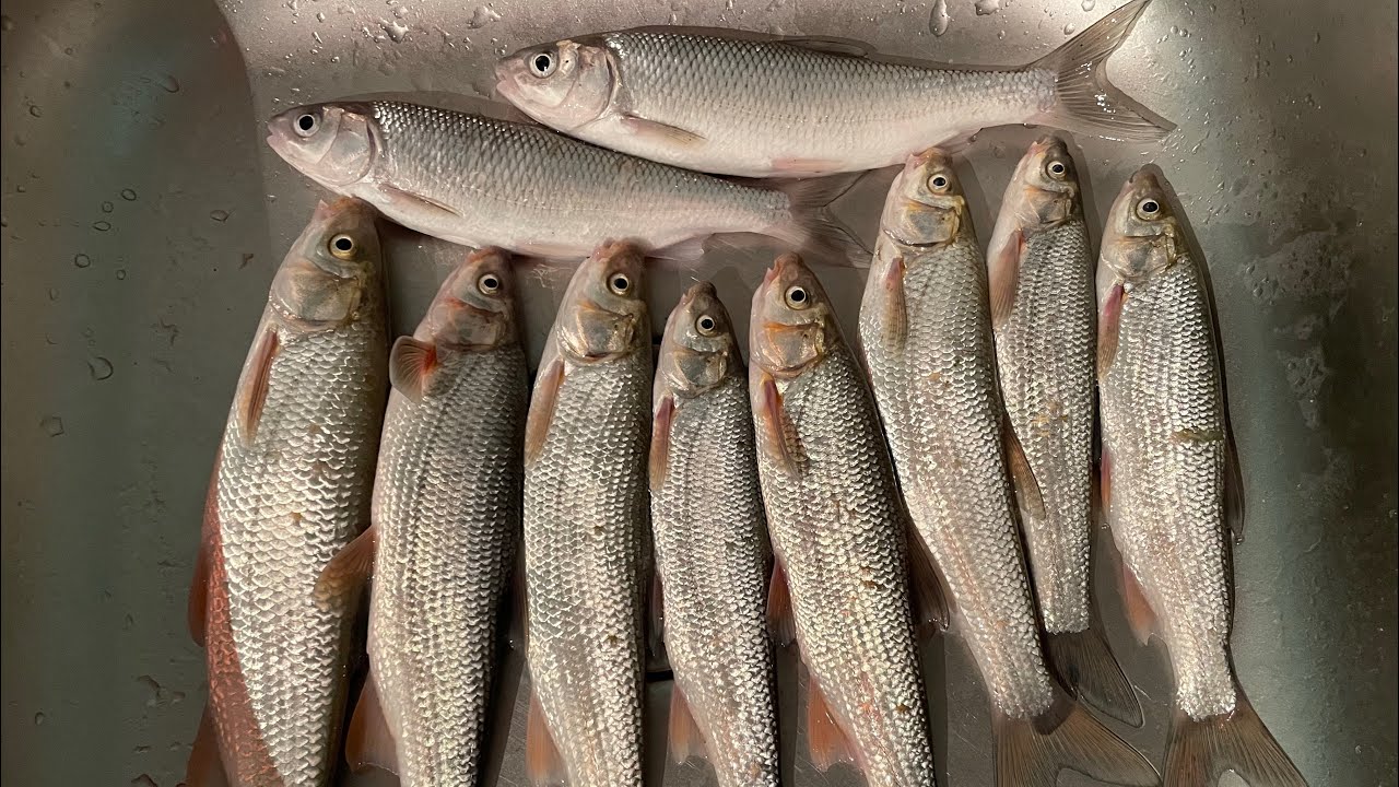 თევზაობა სამეგრელოში🐟🎣