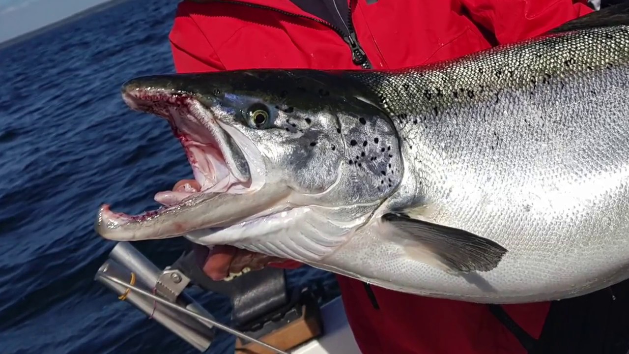 Ahvenanmaa 2017 - Lohi 23,5kg 123cm