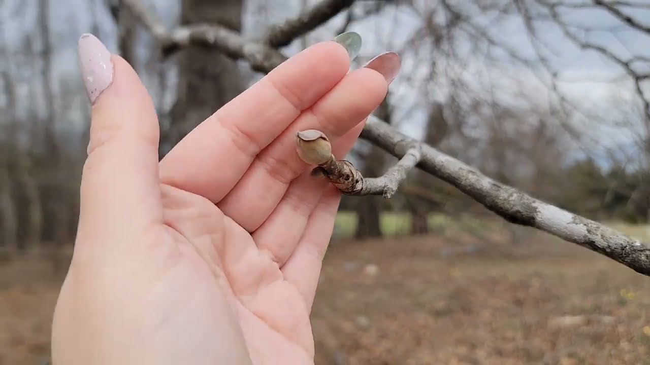 ASMR | 🌷 Early Spring Walk Through A Cemetery 🪻 | Soft spoken, nature sounds