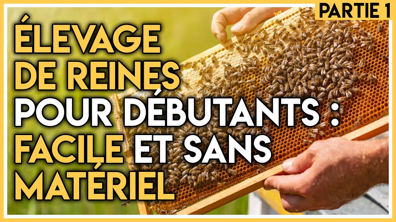 Élevage de reines pour débutants : facile et sans matériel particulier !! Partie 1.