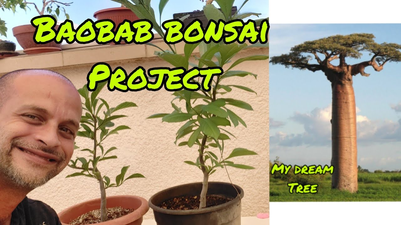 Baobab bonsai and how to do it