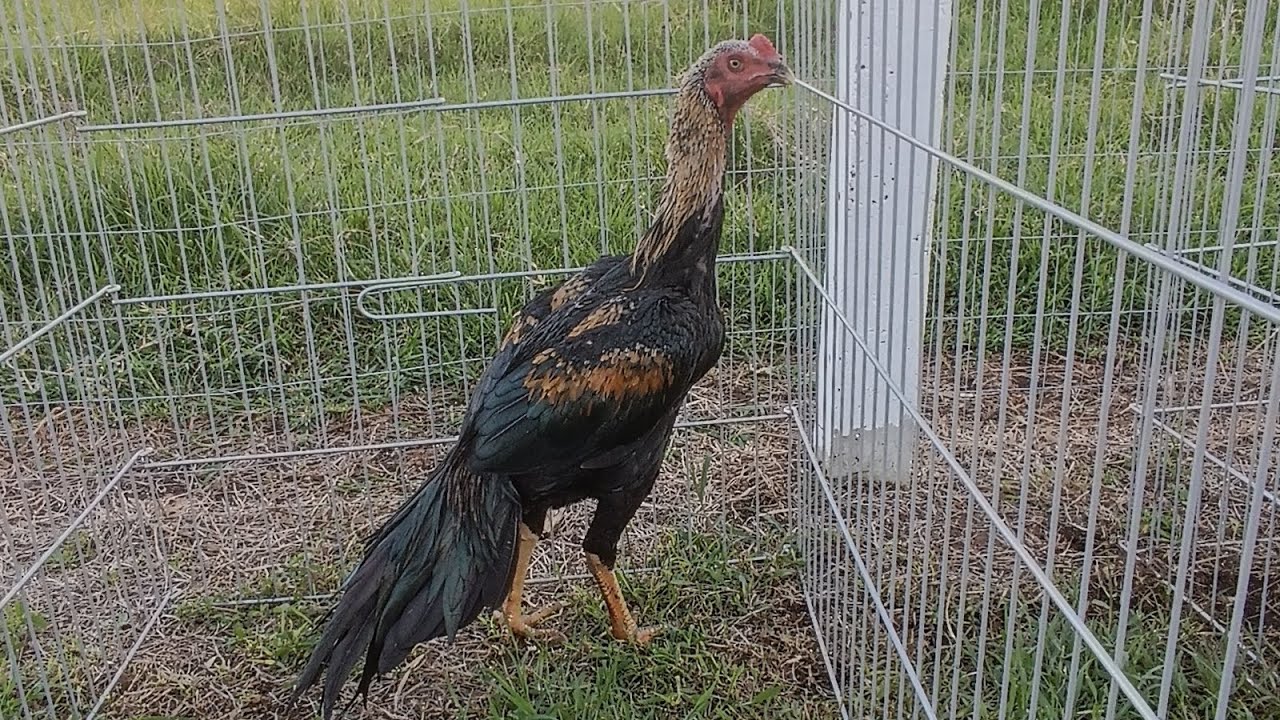 Galo índio canto curto pais e filhos , família JACUTINGA relíquia do Brasil.