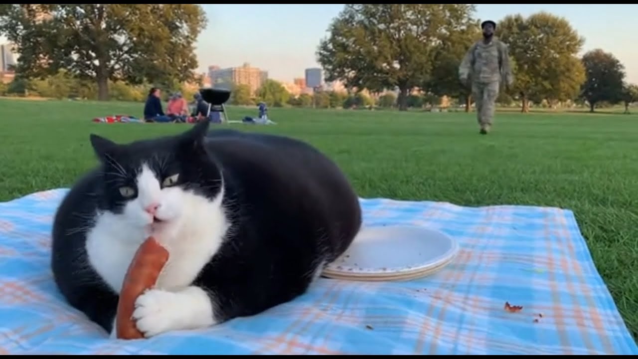 🐈 🥰🥰 Long - awaited Return: Dad's Home and Cats' Affectionate Welcome Is a Sight to See! #cat