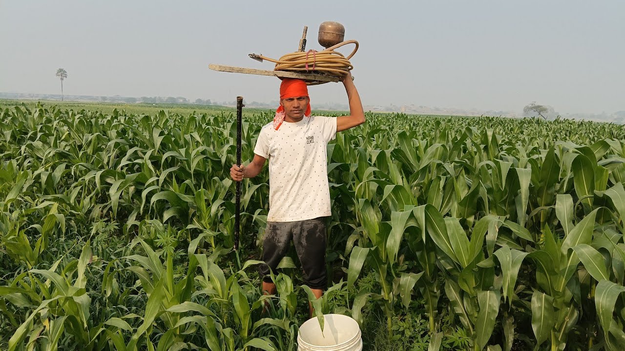 2 Katha Makai Field Mein Spray Karne Gaye | Corn Farming Vlog | Village Life