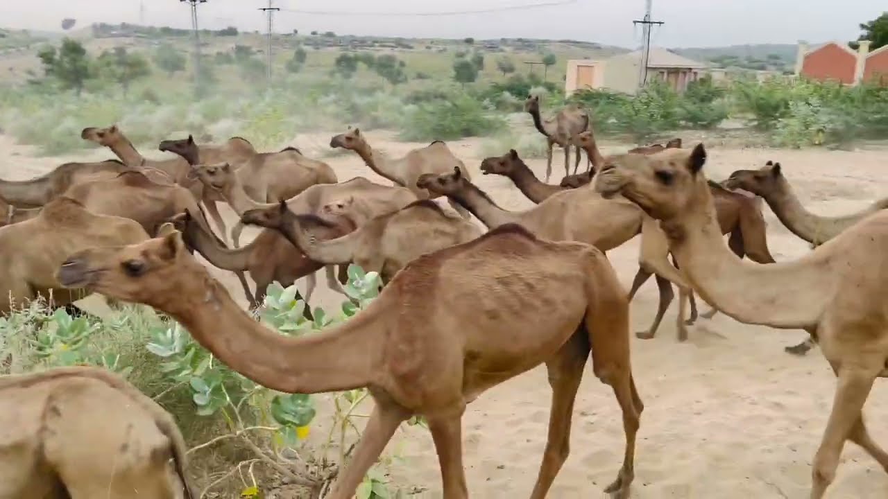 Camel farm round timing taking water.|camels videos | #camel #camelcamelcamel #water #animals