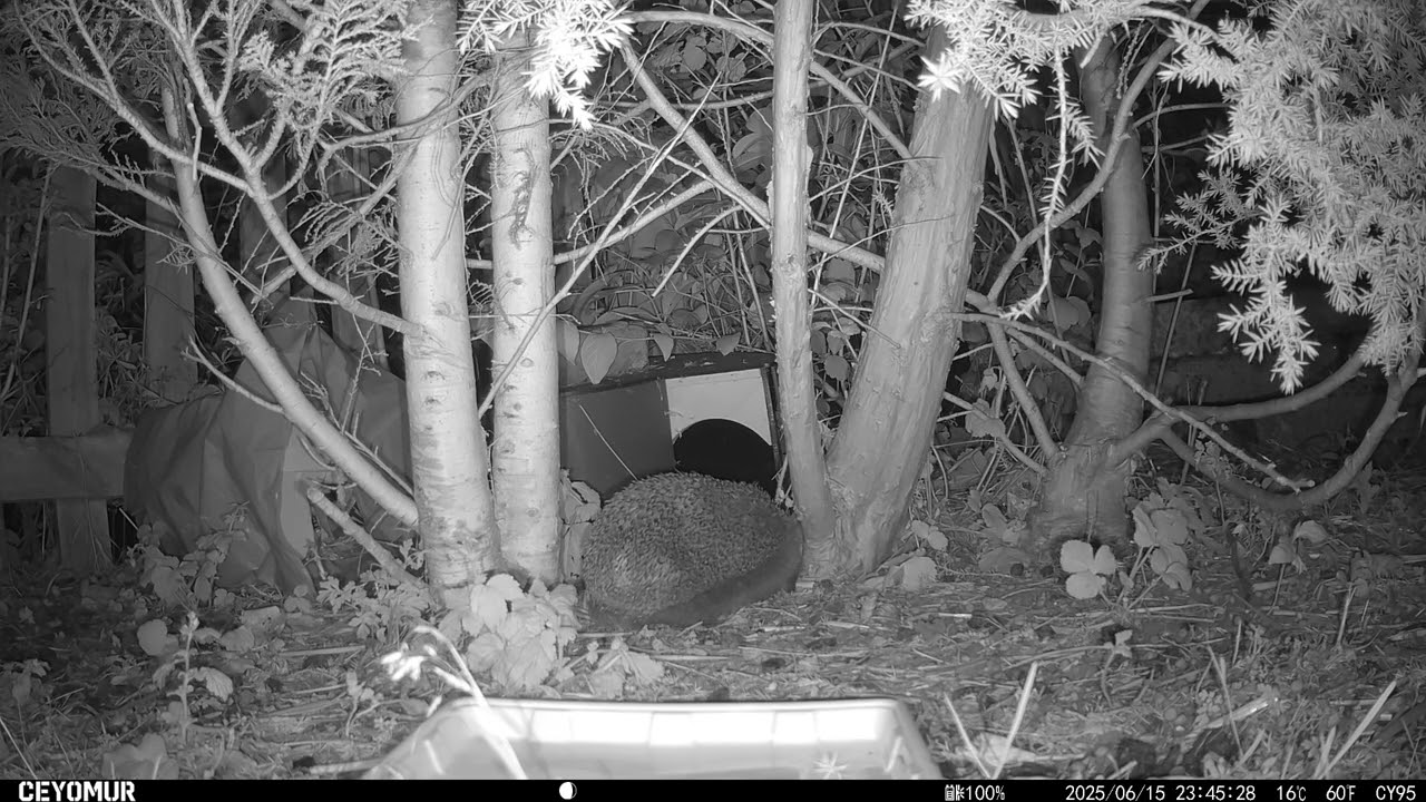 15/06/2025 - Hedgehogs and mousey