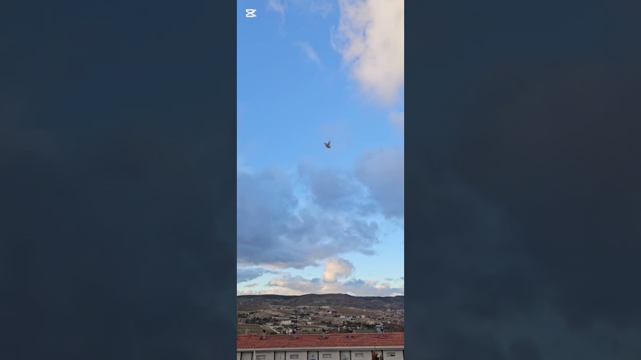 Boz eke hastalıktan yeni yeni çıkıyor.