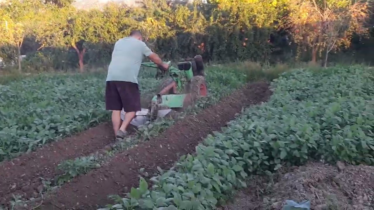agria 7714 subiendo tierra de las patatas