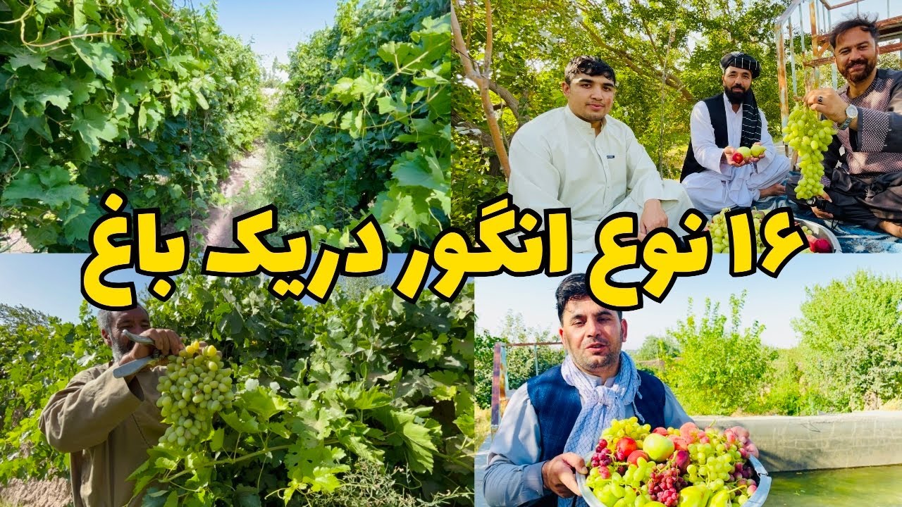 زیر سایه تاکستان‌های طلایی: روایت رنگارنگ میوه‌های باغ‌های هرات