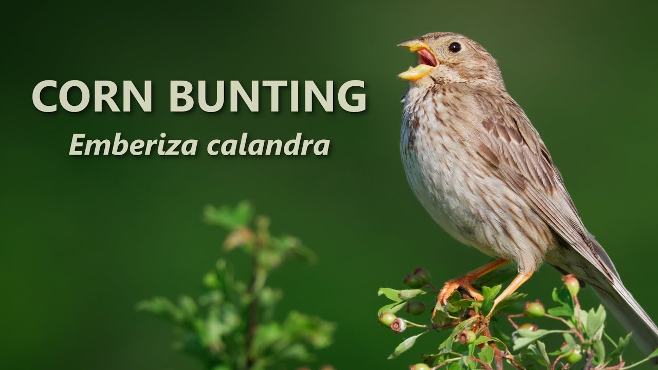 A Jangling Song of the Corn Bunting ~ Emberiza calandra