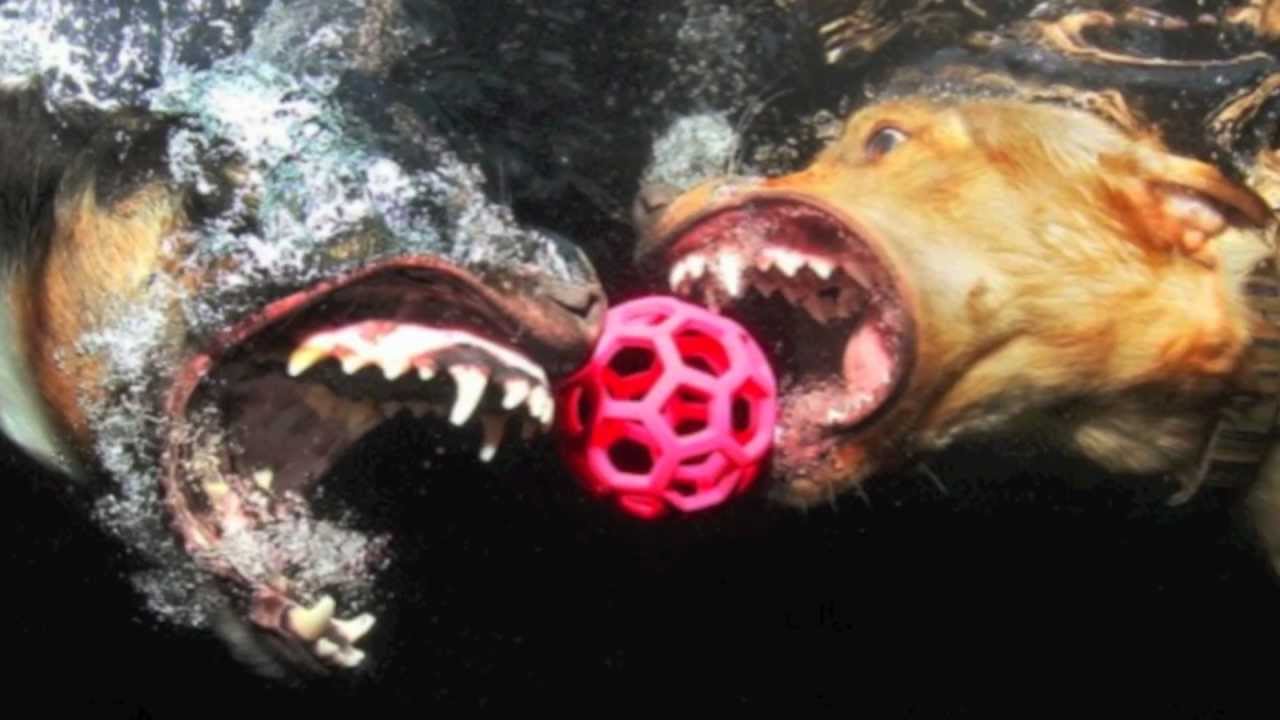 Amazing Underwater Dogs - Photographer Seth Casteel