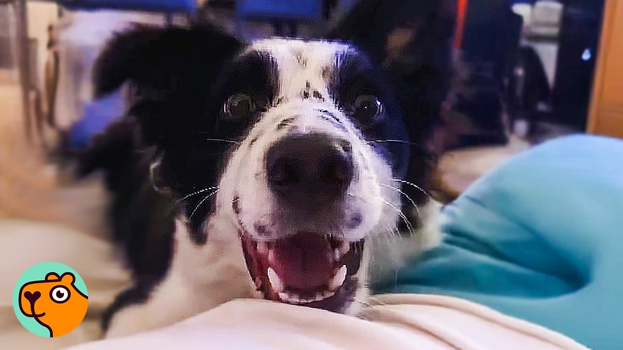 Unstoppable Border Collie Is A Hurricane In Her House | Cuddle Buddies