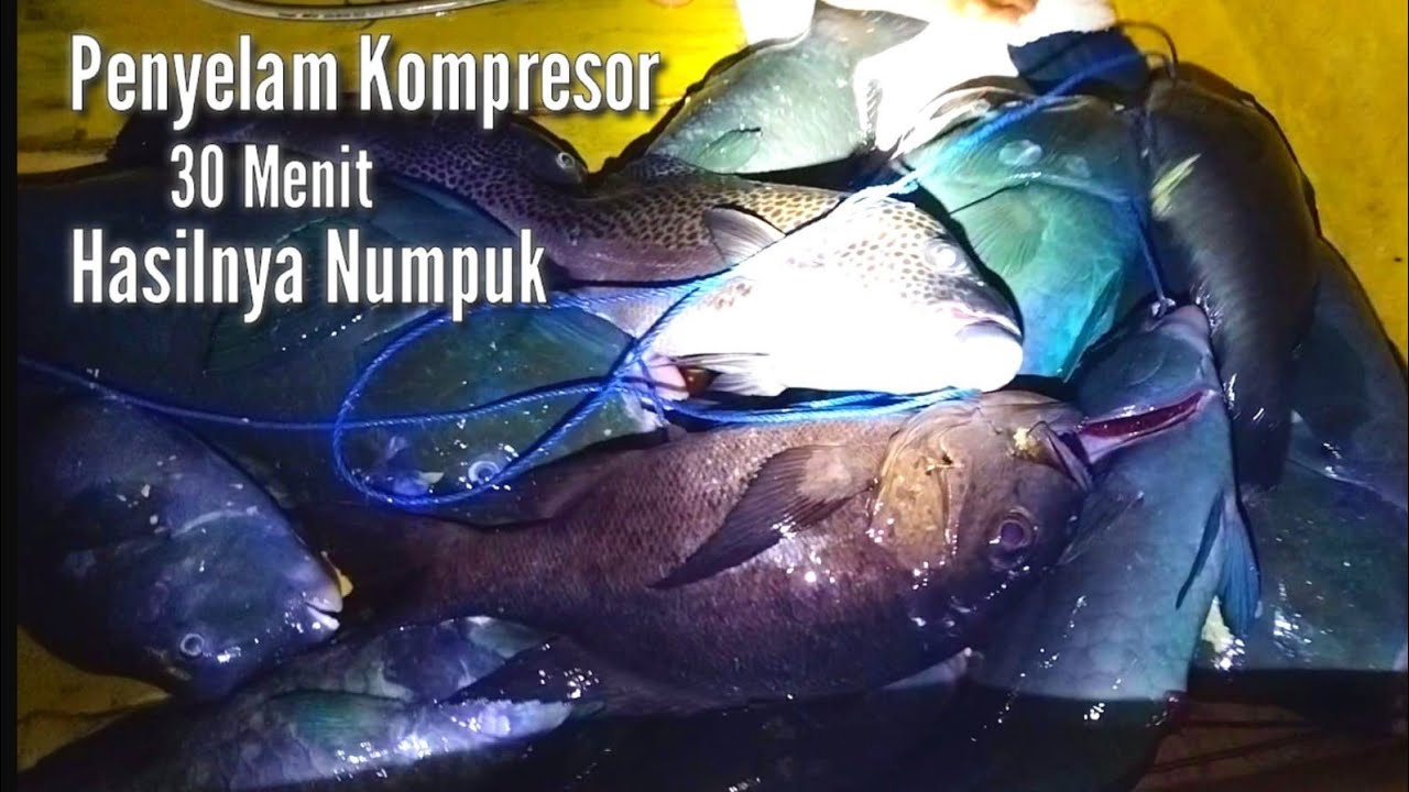 part 2~night spearfishing || master penyelam kompresor memanah ikan
