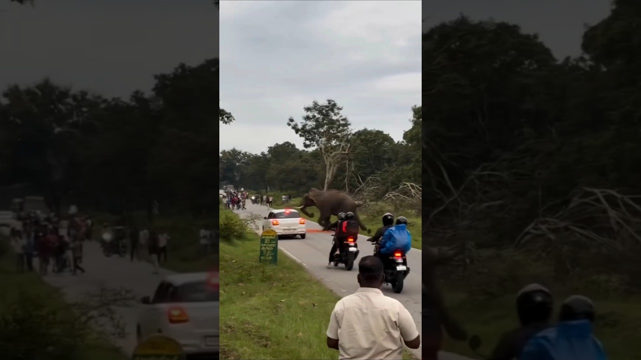 Elephant Attack #shorts #youtubeshorts #short #wildlife #elephant