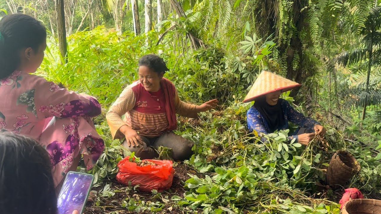 KESERUAN KELUARGA KU PANEN KACANG TANAH | SUASANA DAPUR JADOL UPIK ABU