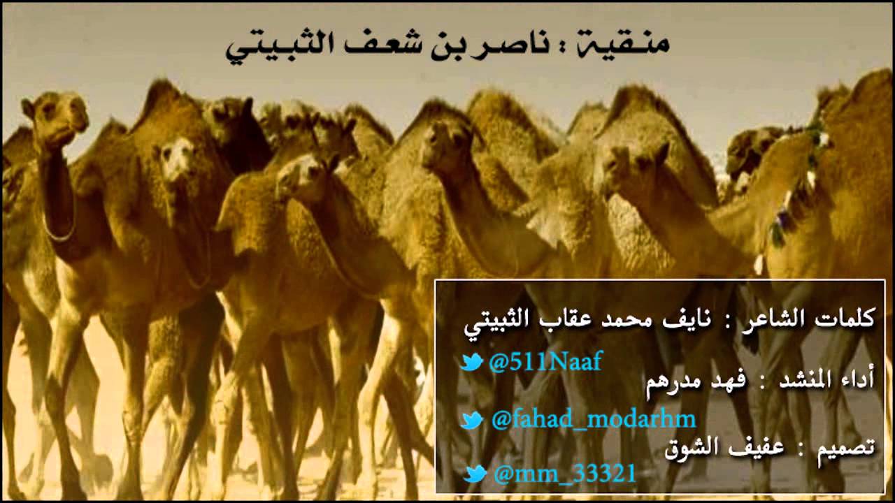 شيلة منقية ناصر بن شعف الثبيتي كلمات نايف الثبيتي أداء فهد مدرهم تصميم عفيف الشوق