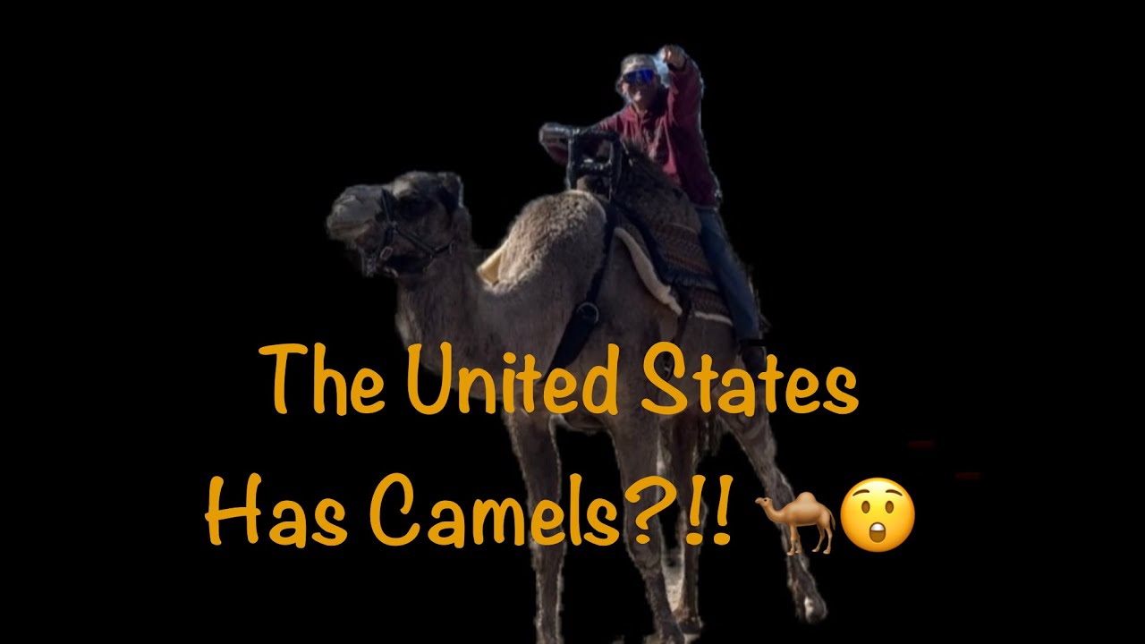 Верблюды в США? 🐪