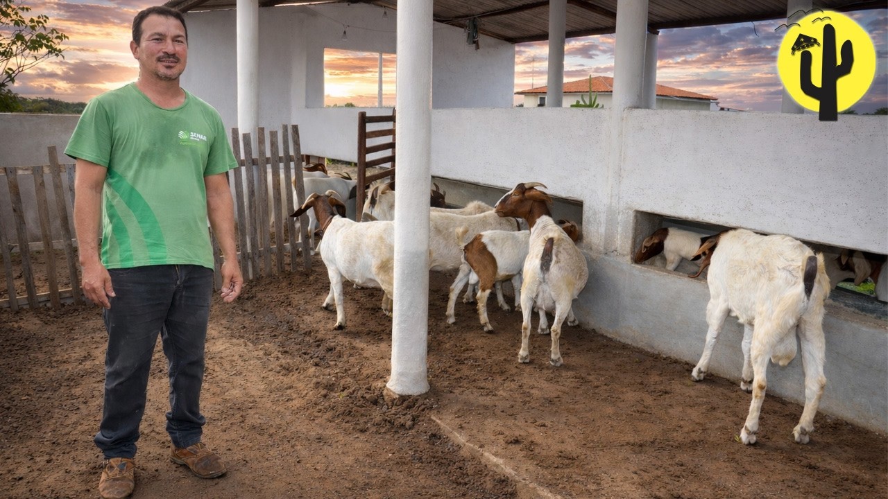 [VIDA NA ROÇA] Claudemir, Alimenta as CABRAS com Concentrado e Palma  - Parte 02 🌵