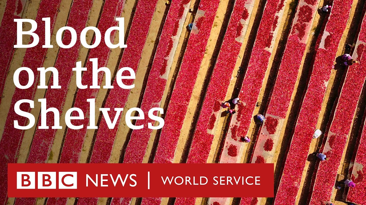 Blood on the Shelves: The Secrets of Xinjiang’s Tomato Industry - BBC World Service Documentaries