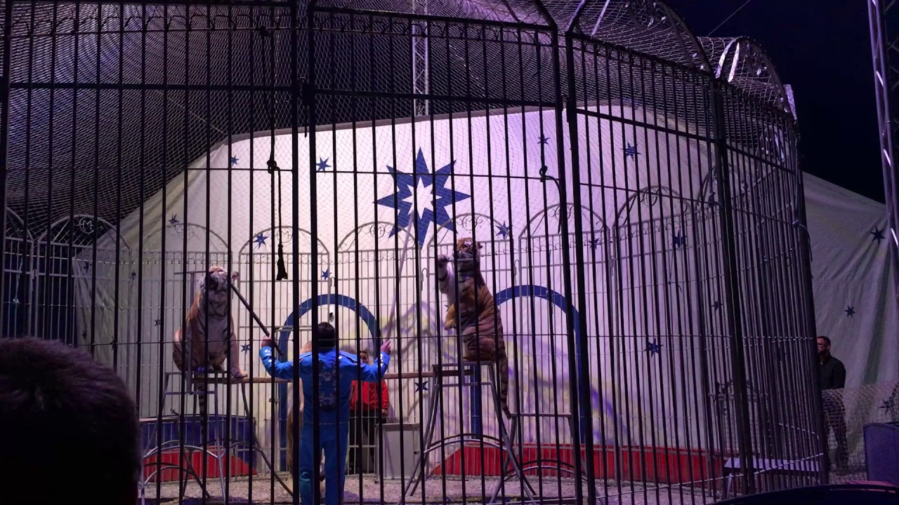 Cirque : un dompteur face &agrave; deux tigres et une lionne