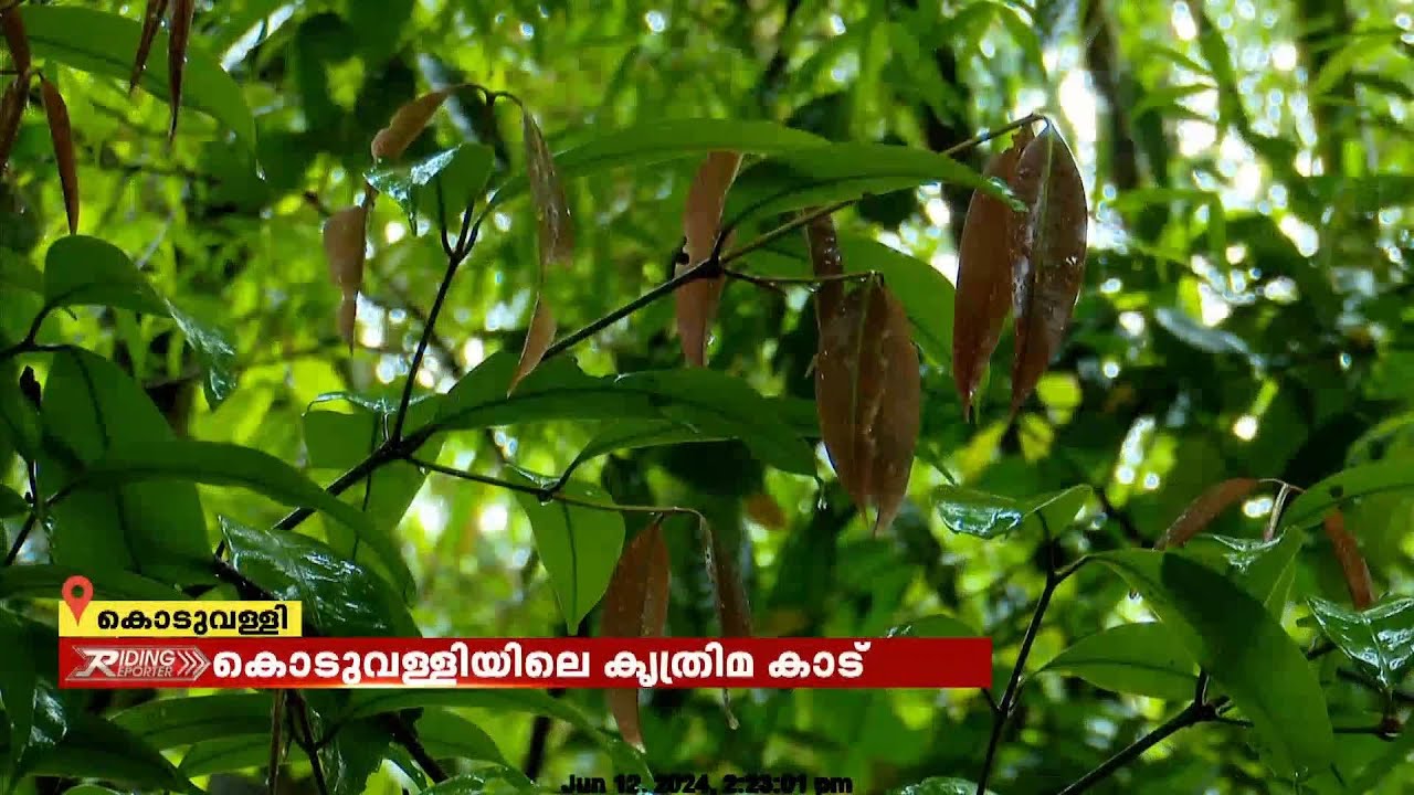 കൊടുവള്ളിയിലെ കൃത്രിമ കാട്; സന്ദർശകർക്ക് അറിവും കാഴ്ചയുമൊരുക്കി ശ്രദ്ധേയമാകുന്നു| Thodupuzha