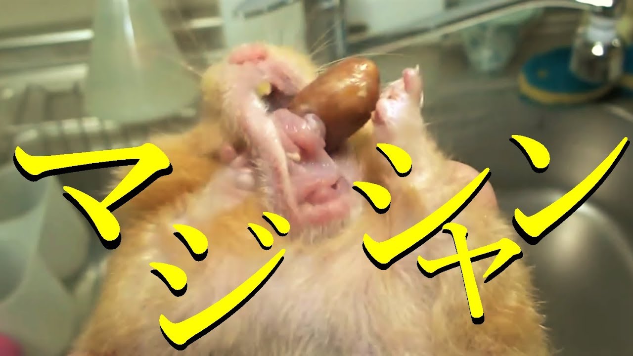 マジシャンの ハムスター
