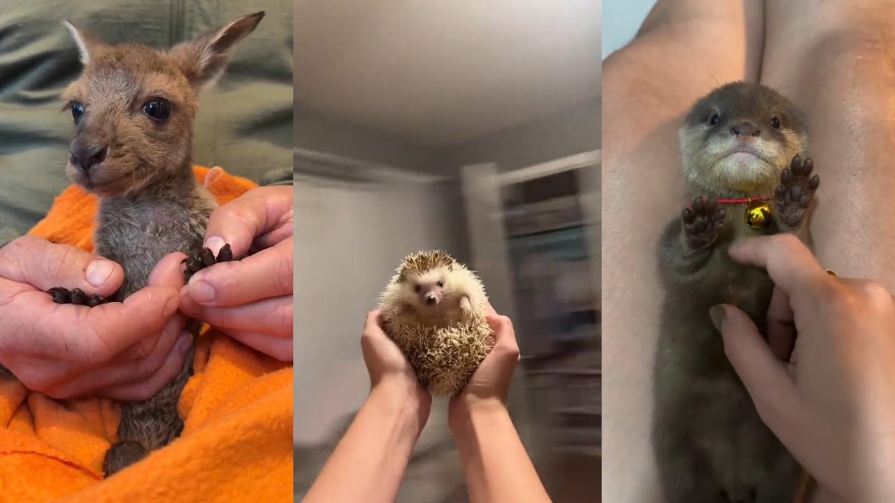 Rescue the little cuties#animals #lovestory #wildliferescue #wildlife #rescue #cute #love