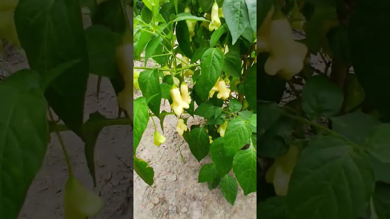 Very productive pepper plant. 