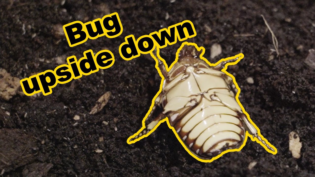 Bug, upside down, animation reference 60 FPS