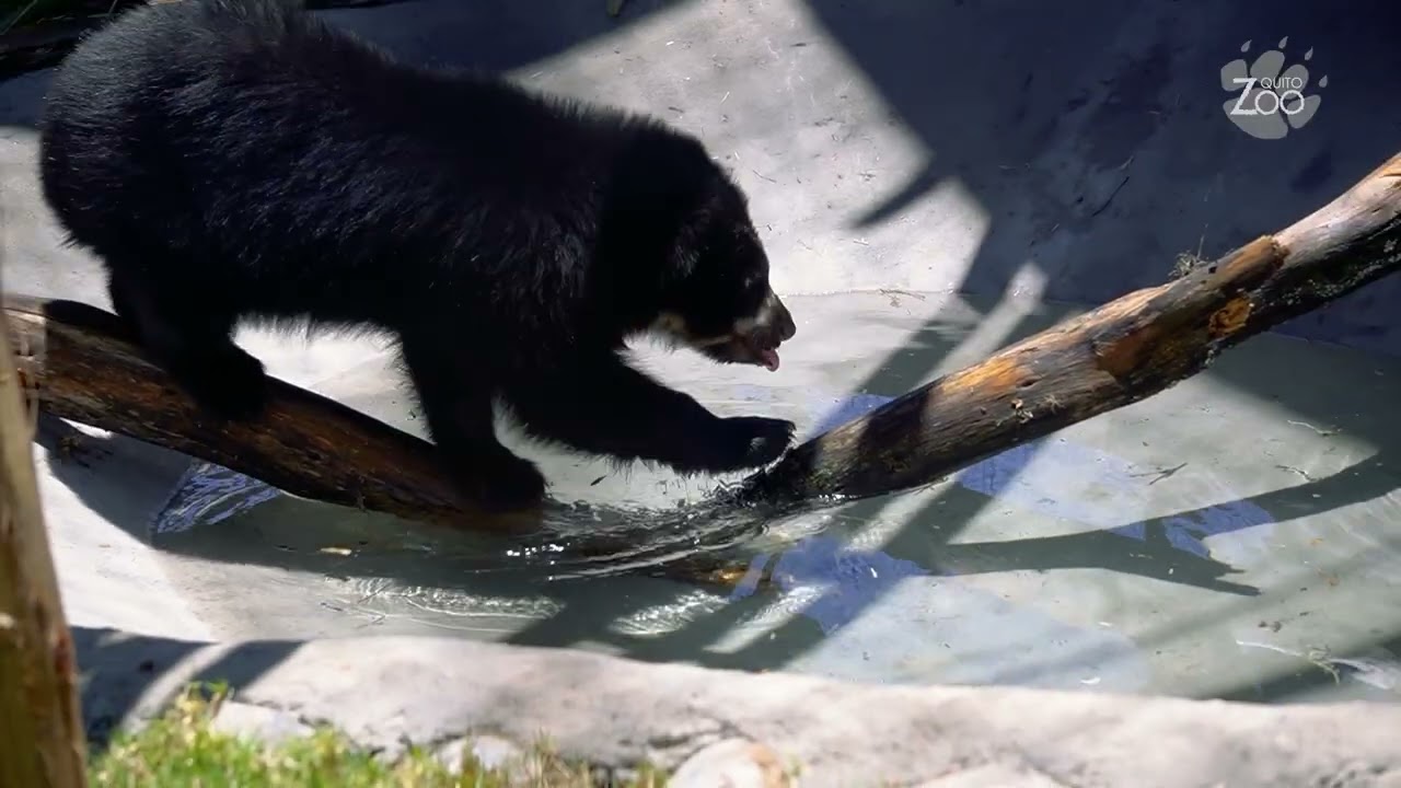 Tres osas, una historia: rescates que han marcado la misión del QuitoZoo