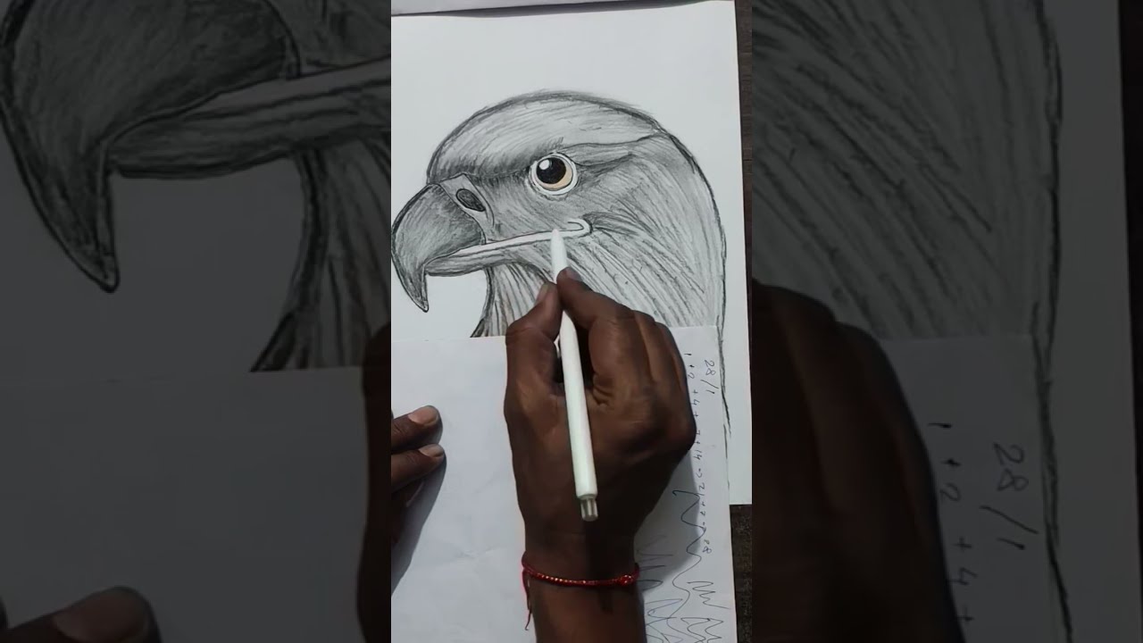 Golden Eagle Drawing step by step 