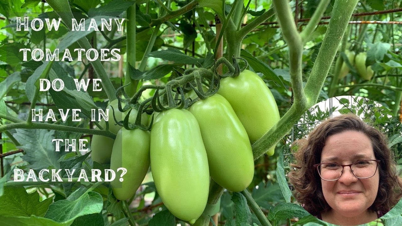 Tomato Update: Where do we put all of the tomatoes we grow, and how are they doing?