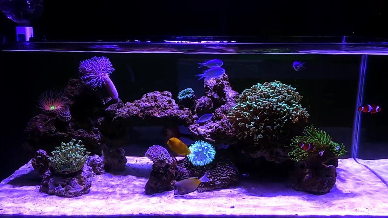 The New Aquascaping - DIY AIO Shallow Reef Tank - Chapter 2 Episode 11