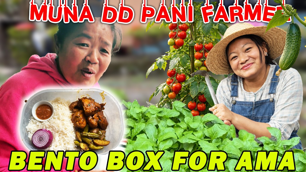 MERO ASSISTANT FARMER 🧑‍🌾@gurungeatingchannel | AMA LAI GHAR BATA BENTO BOX LAGDEKO 😇