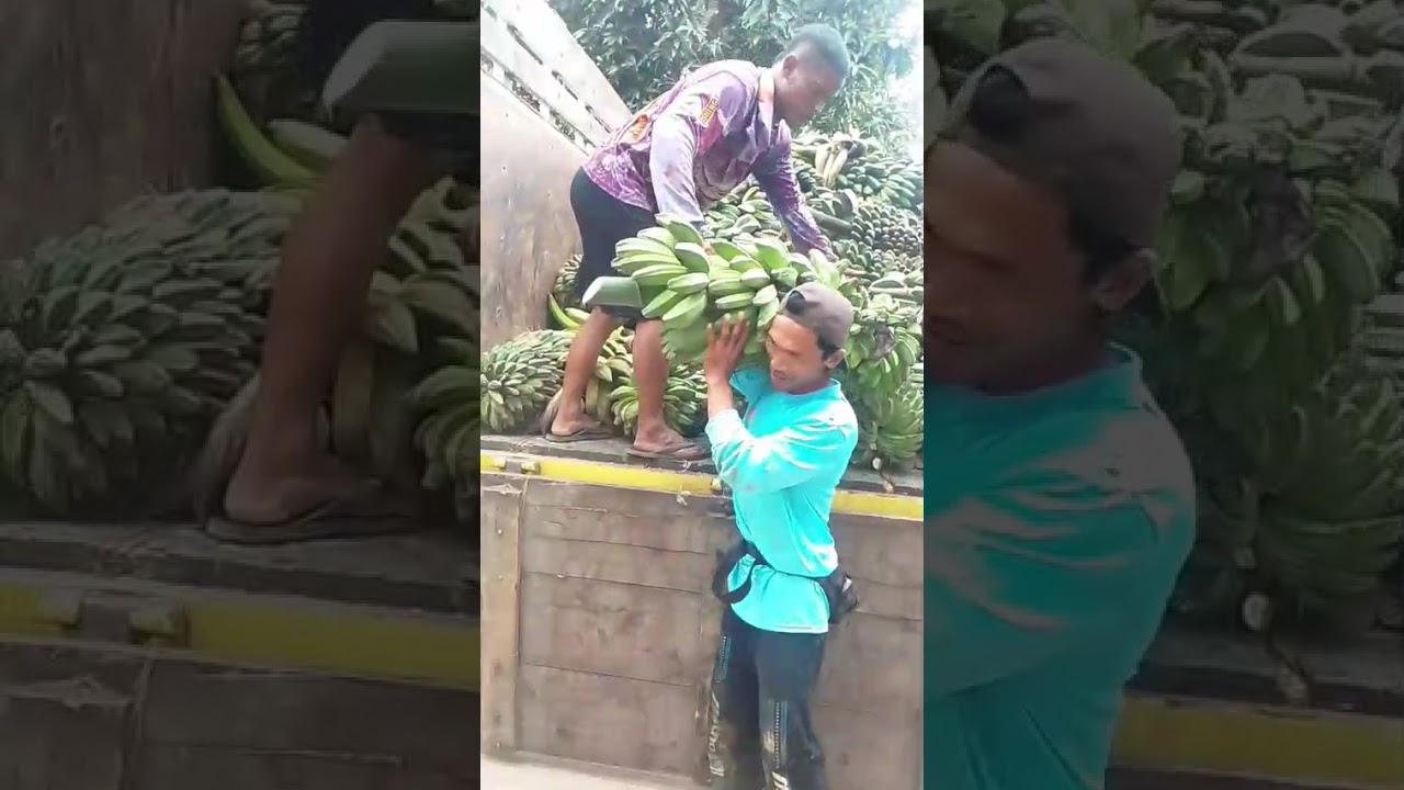 IDE USAHA JADI PEMBOLANG PISANG KEPOK DI PEDESAAN