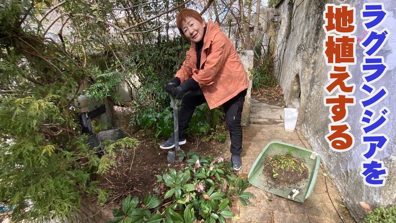 【自宅の中庭の様子】半日陰の狭小花壇にラグランジア「ブライダルシャワー」を地植えしてみた【アジサイ】