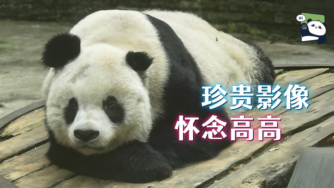 怀念高高：十多年前珍贵影像，感谢高高带给世界的爱与欢乐