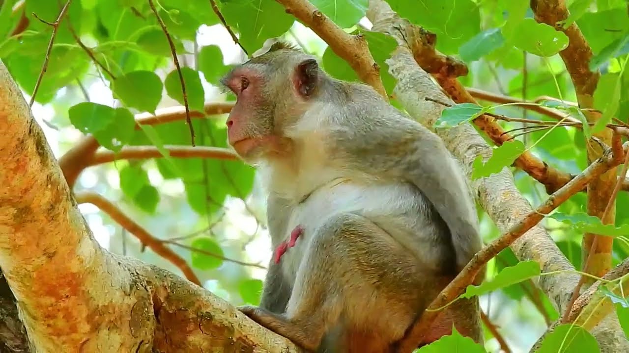 JANE GET LONELY | ADULT FEMALE MONKEY LEARN TO TAKE CARE OF HER BABY