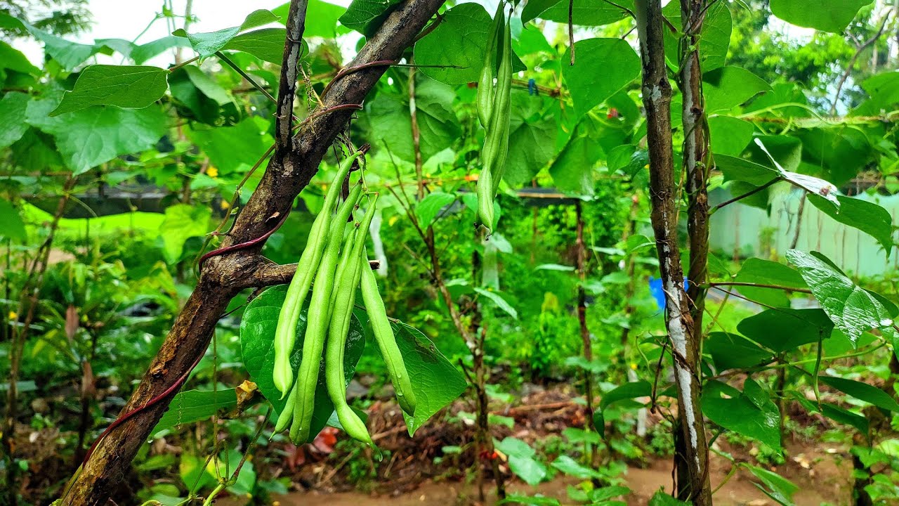 Village Farming Day Vlog | Cucumber & Green Beans Harvesting at Our Small Farm